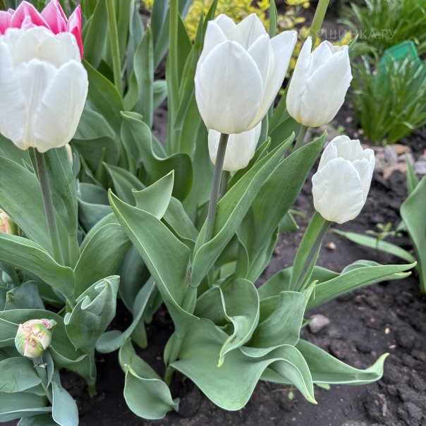 превью изображения отзыва