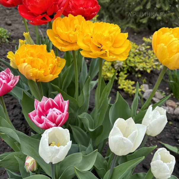 превью изображения отзыва