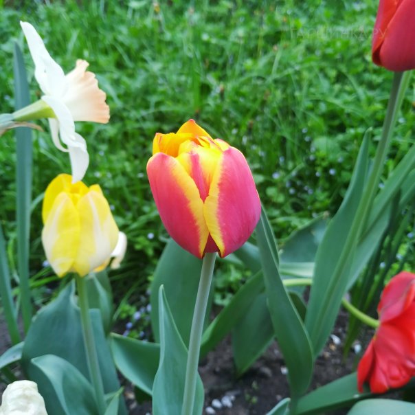 превью изображения отзыва