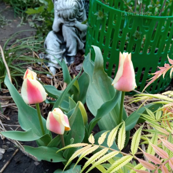 превью изображения отзыва