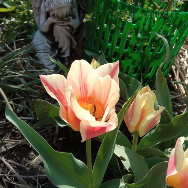 превью изображения отзыва