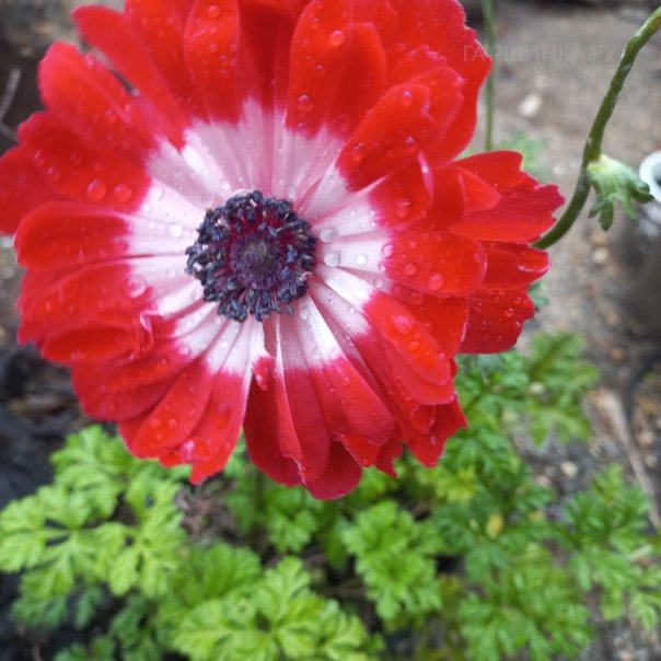 превью изображения отзыва