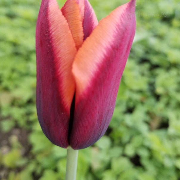 превью изображения отзыва