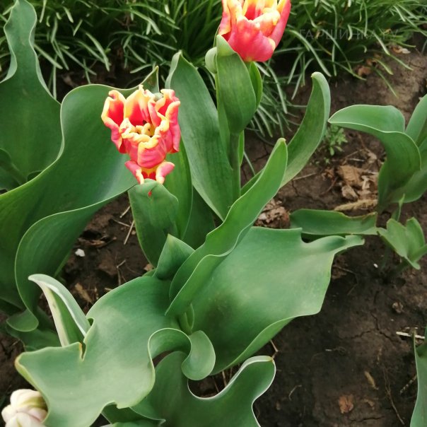 превью изображения отзыва