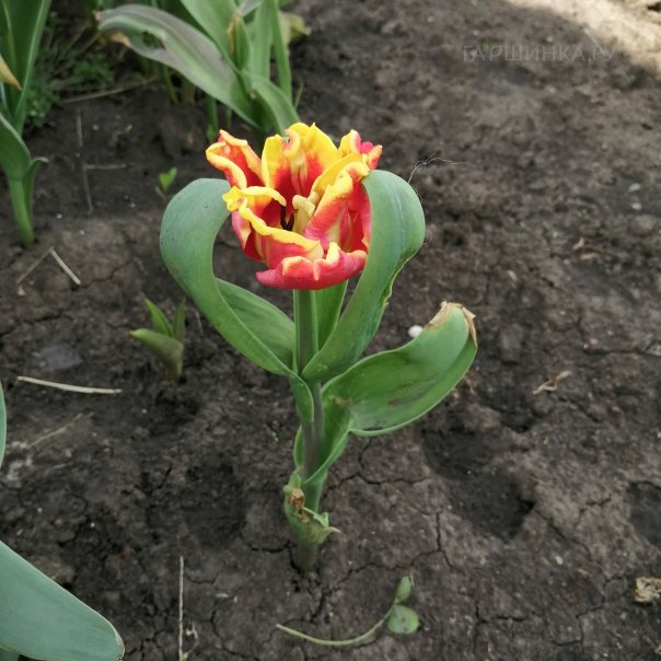 превью изображения отзыва