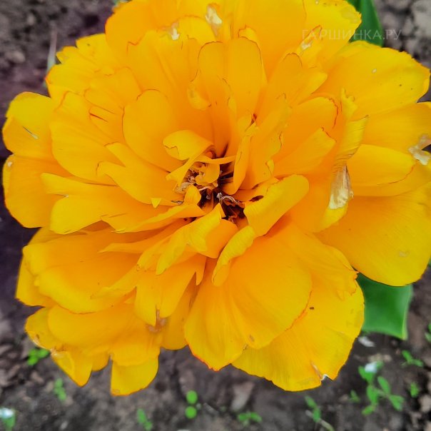 превью изображения отзыва