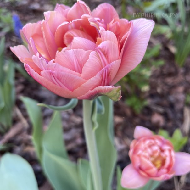 превью изображения отзыва