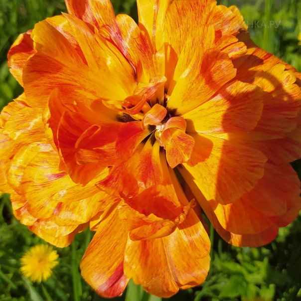 превью изображения отзыва