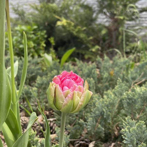 превью изображения отзыва