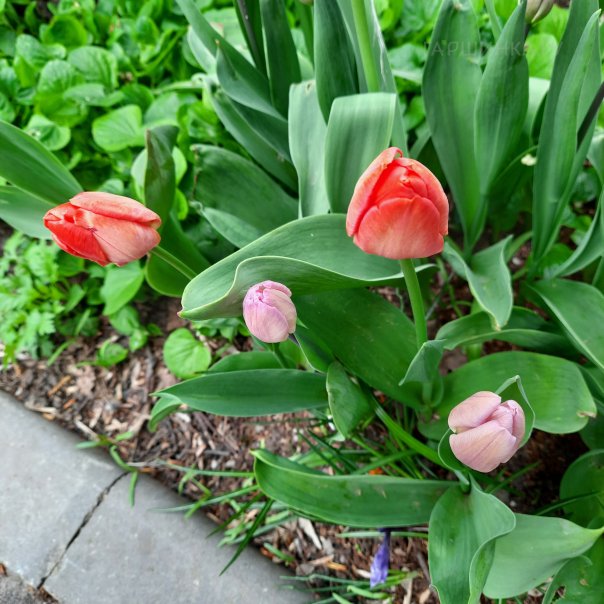 превью изображения отзыва