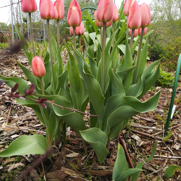 превью изображения отзыва