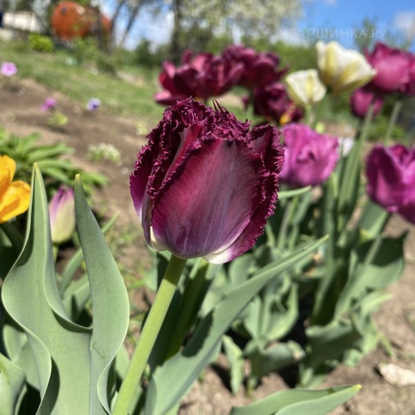 превью изображения отзыва