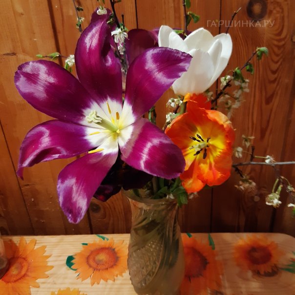 превью изображения отзыва