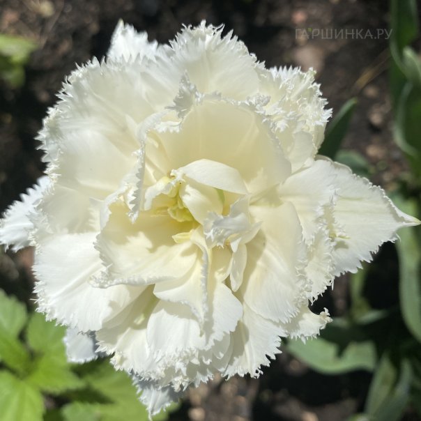 превью изображения отзыва