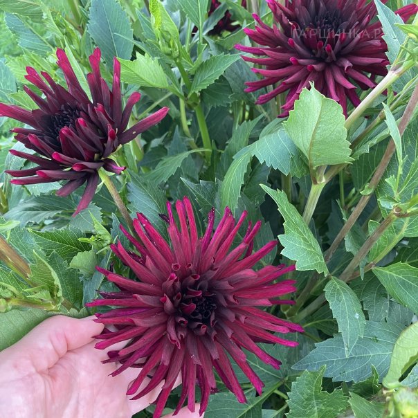 превью изображения отзыва