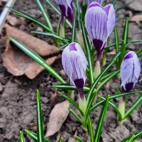 превью изображения отзыва