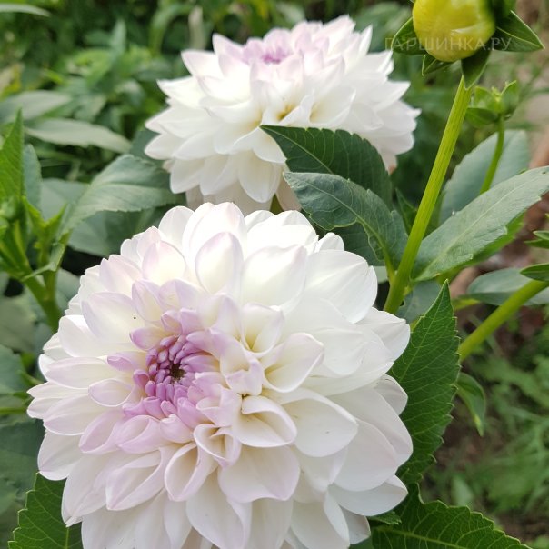 превью изображения отзыва