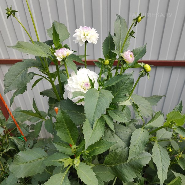 превью изображения отзыва