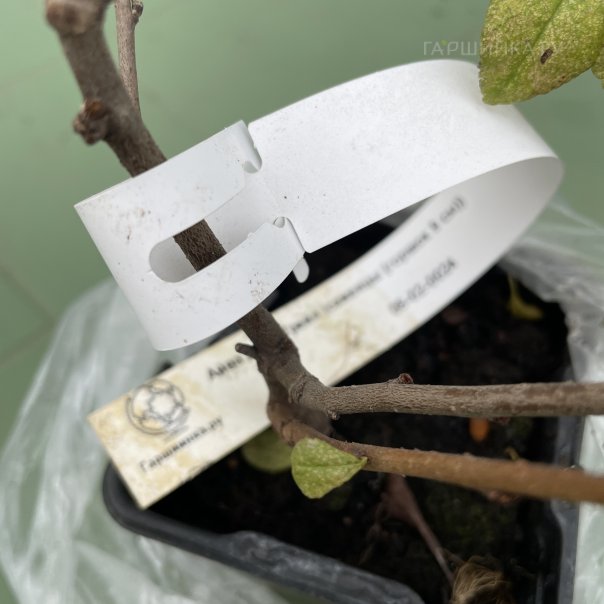 превью изображения отзыва