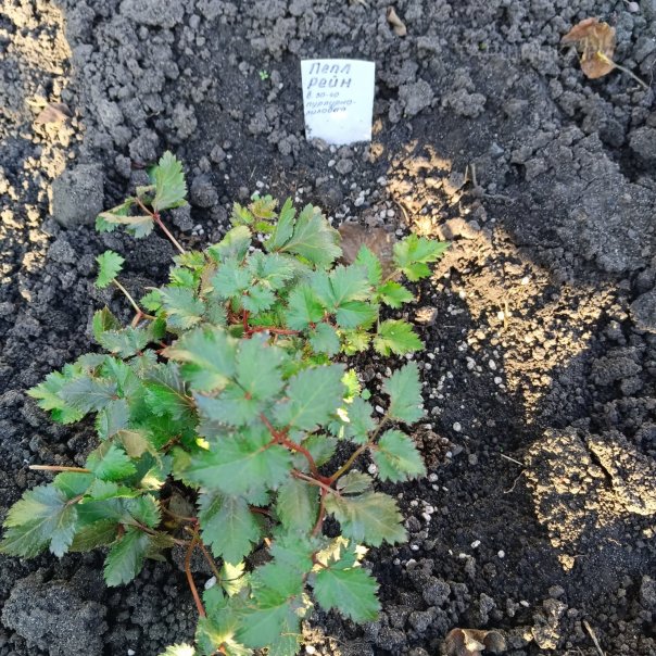 превью изображения отзыва