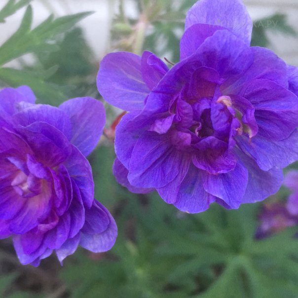 превью изображения отзыва