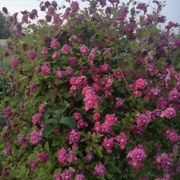 превью изображения отзыва