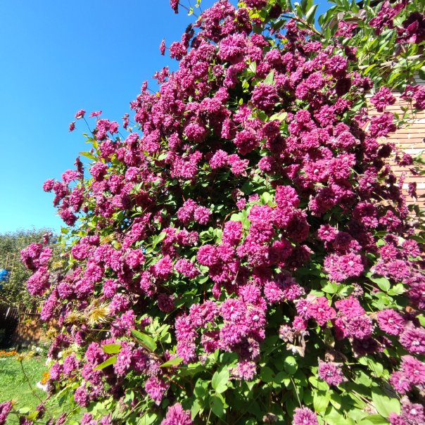 превью изображения отзыва