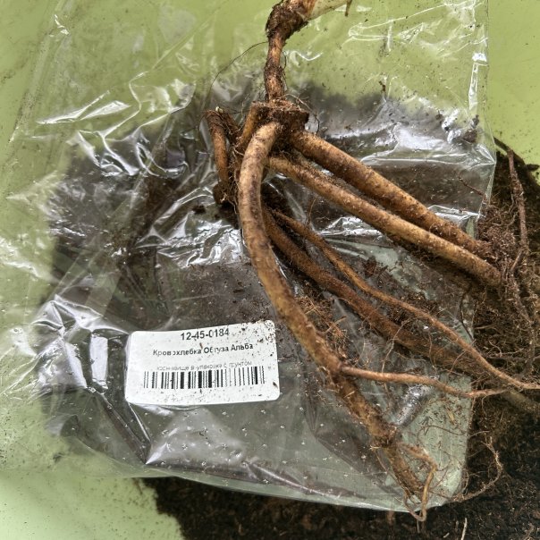 превью изображения отзыва