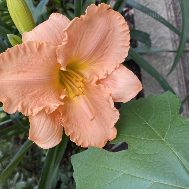 превью изображения отзыва