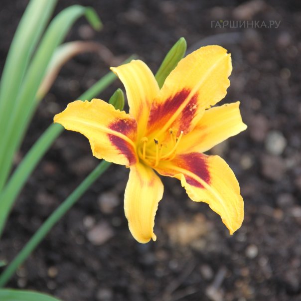 превью изображения отзыва