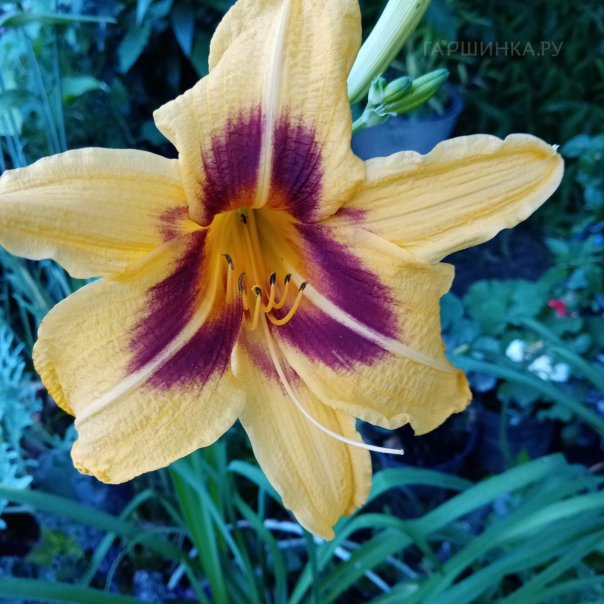 превью изображения отзыва