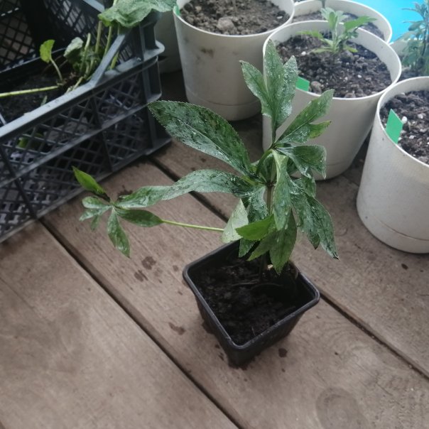 превью изображения отзыва