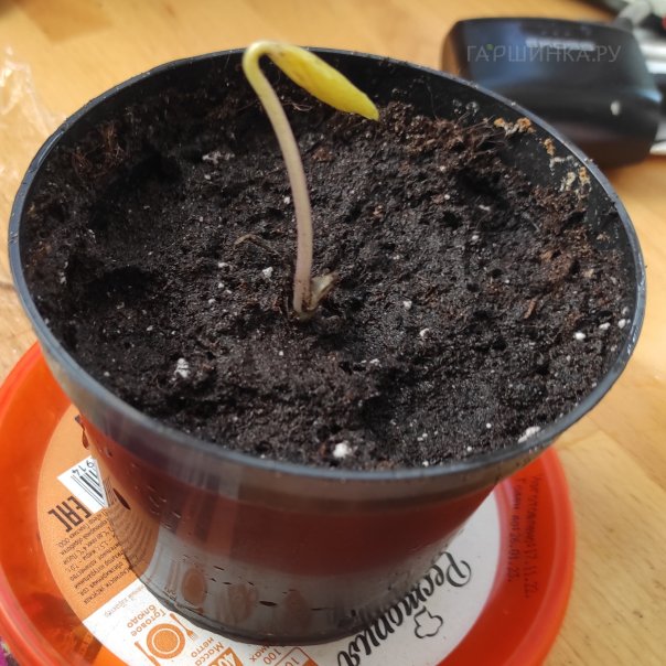 превью изображения отзыва