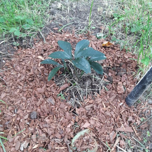 превью изображения отзыва