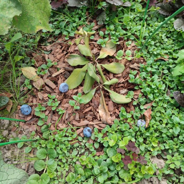 превью изображения отзыва