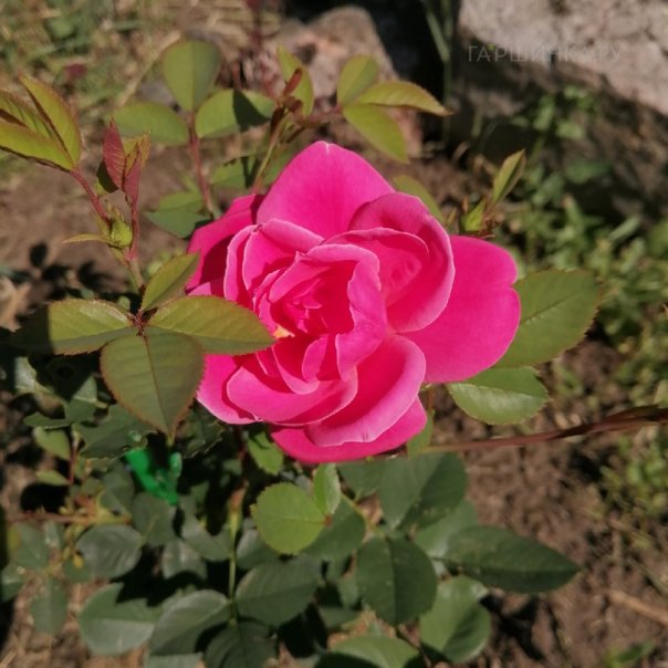 превью изображения отзыва