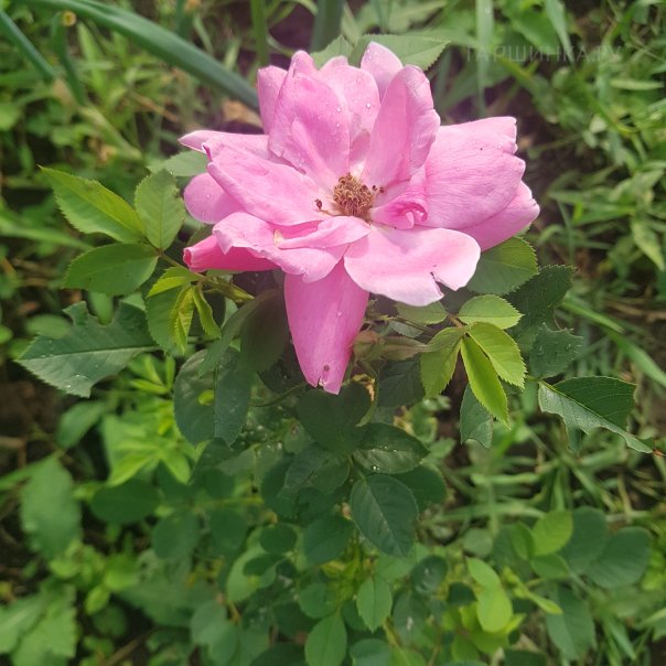 превью изображения отзыва