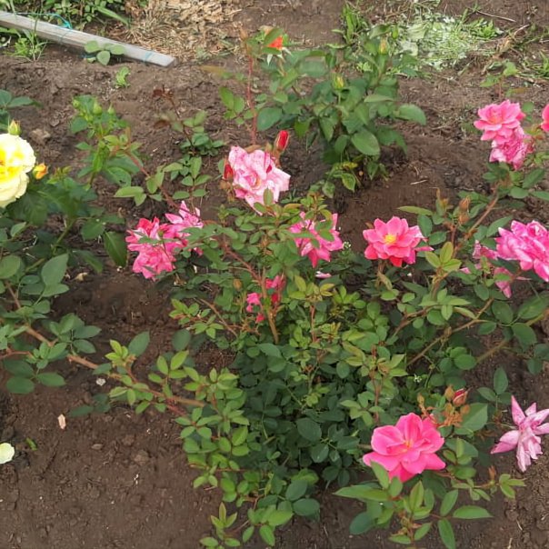 превью изображения отзыва