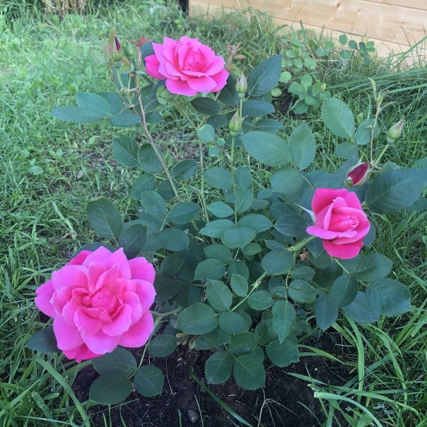 превью изображения отзыва