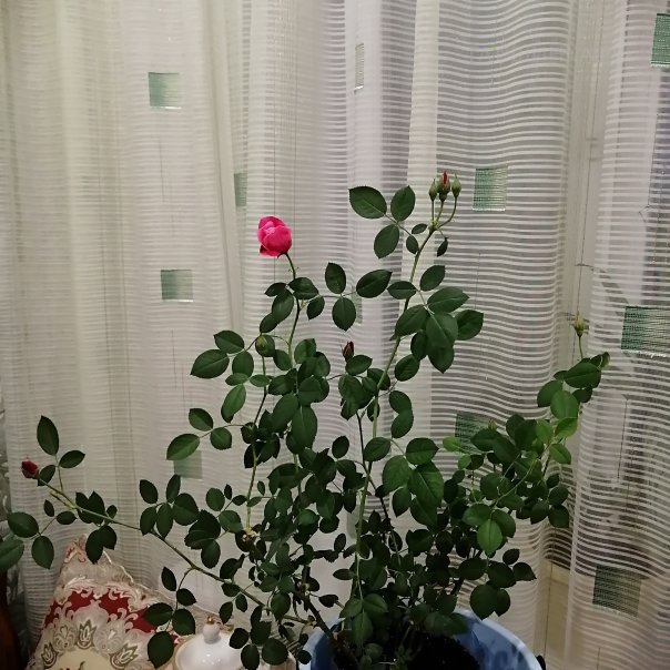 превью изображения отзыва