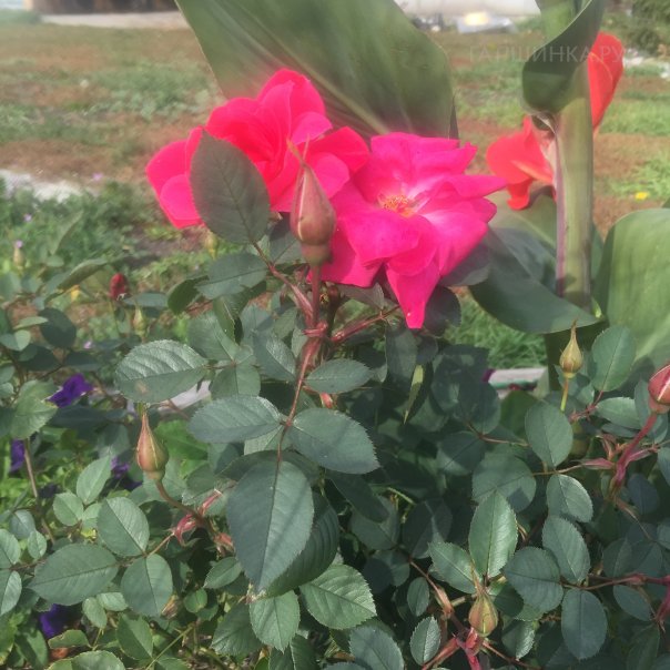 превью изображения отзыва