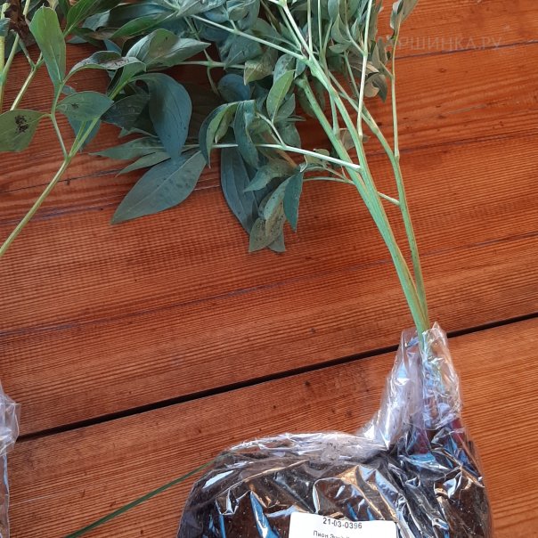 превью изображения отзыва