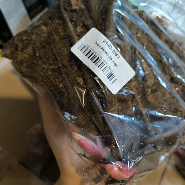 превью изображения отзыва