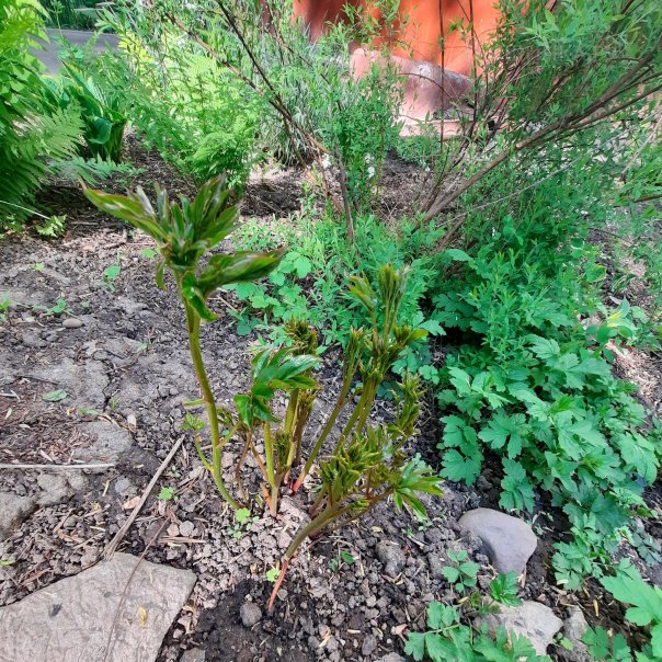 превью изображения отзыва