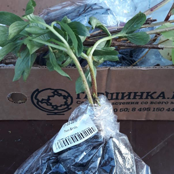 превью изображения отзыва