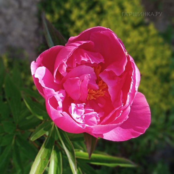 превью изображения отзыва