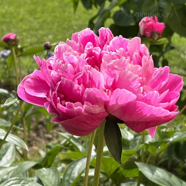 превью изображения отзыва