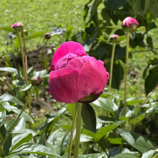 превью изображения отзыва