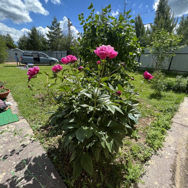 превью изображения отзыва