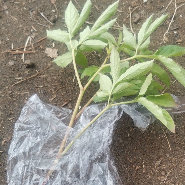 превью изображения отзыва